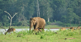 kabini